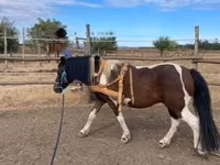公马, Horses — 照片 1