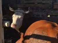 母羊, Sheep — 照片 1