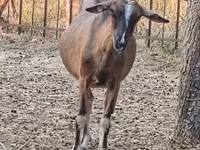 母山羊, Alpine goat — 照片 2