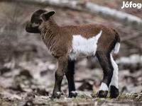 Juh, Cameroon sheep — 7. fotó