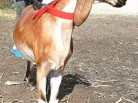 Nőstény kecske, Nubian Goat — 2. fotó