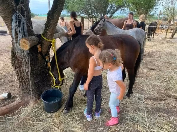 Horse (M), Horses