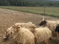 Widder, Racka sheep — Foto 3