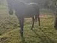 Caballo, Anglo-Arabian — foto 8