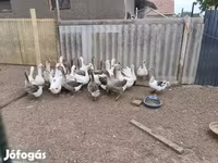 Geese — 4. fotó