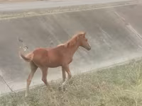 Hing, Azerbaijan horse — 3. fotó