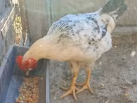 Chickens — foto 1