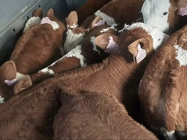 Bika, Simmental cattle
