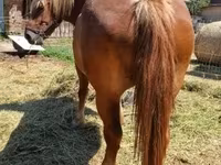 Yegua, Caballos — foto 5