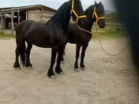 حصان, Friesian — الصورة 8