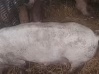 猪（批次，未指定性别）, Pigs — 照片 1