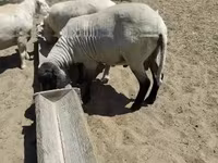 公羊, Tsigai sheep — 照片 2
