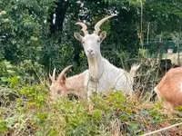 Cabra, Saanen goat — foto 1