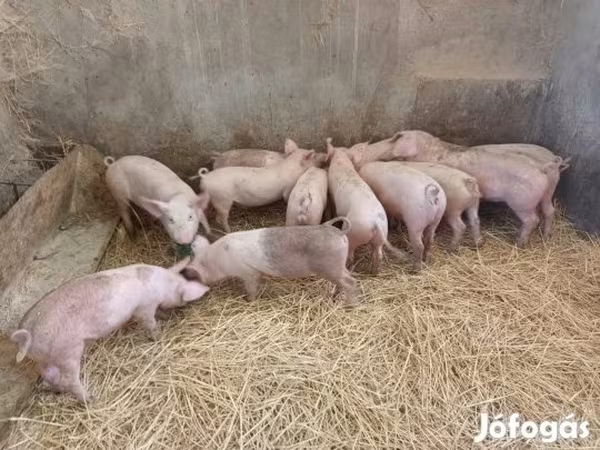 Sow, Pigs