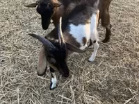 公山羊, Goats — 照片 7