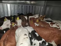 Býk, Simmental cattle — foto 3