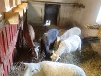 Oveja, Cameroon sheep — foto 2