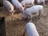 Pigs (batch, sex not specified), Pigs — photo 2