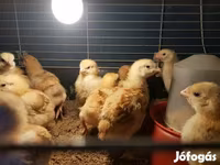 Chickens — Foto 7