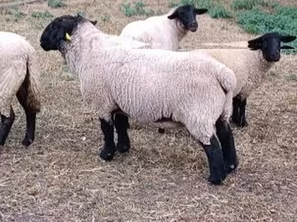 Bélier, White Suffolk sheep