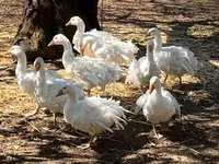 Geese — foto 5