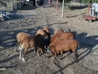 Beran, Cameroon sheep — foto 3