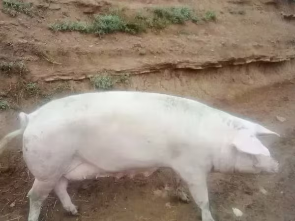 Sow, Крупная белая