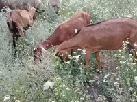 عنزة, Nubian Goat — الصورة 5