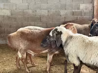 كبش, الأغنام — الصورة 4