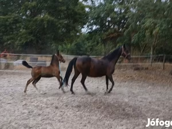 Kanca, Lipizzaner