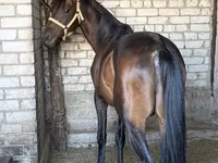 Koń, Thoroughbred horse — zdjęcie 2