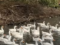 Chickens — الصورة 7