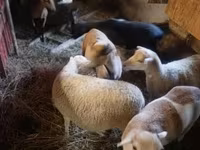 Oveja, Cameroon sheep — foto 1