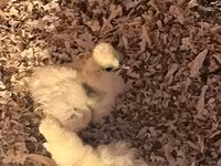 Silkie — photo 2