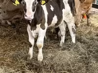 ثور, Russian Black pied cattle — الصورة 4