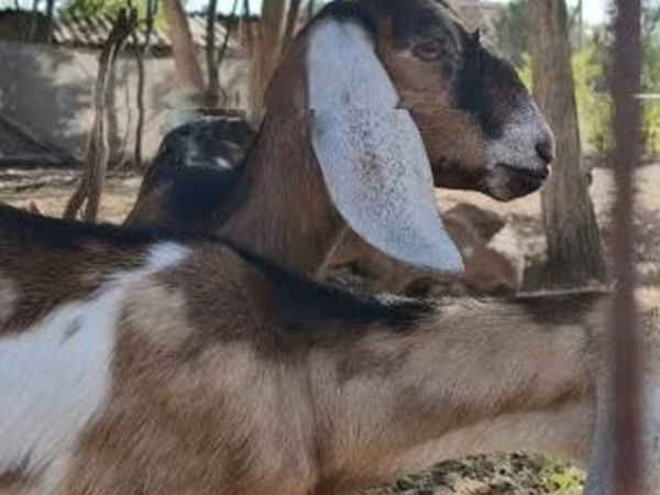 母山羊, Nubian Goat