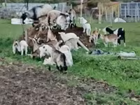 公山羊, Goats — 照片 2