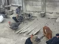 Chickens — photo 1
