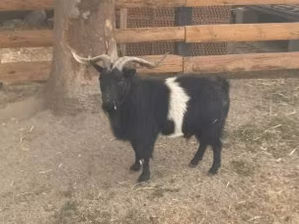 公山羊, Goats — 匈牙利