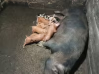 Pigs (batch, sex not specified), Дюрок — photo 1