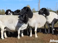 Ram, Dorper sheep — photo 4