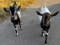 母山羊, Goats — 照片 2