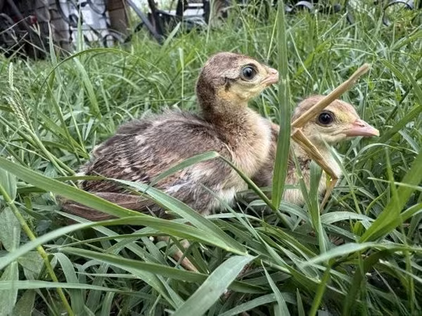 Guinea fowl