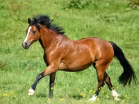 Lovak (tétel, nem megadva), Horse breed — 4. fotó