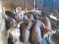Sow, Pigs — photo 1