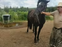 Mare, Međimurje horse — photo 1
