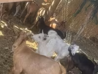 母山羊, Goats — 照片 2