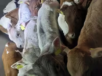 Bika, Simmental cattle — 4. fotó