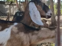 Dişi keçi, Nubian Goat — foto 1