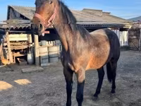 Cheval, Nonius horse — photo 4